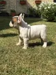 Slika 1