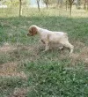 Slika 1