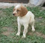 Slika 2