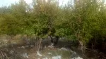 Slika 4