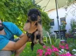 Slika 1