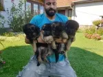 Slika 5