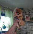 Slika 1