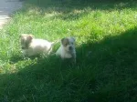 Slika 1