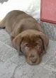 Slika 1
