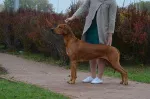Slika 6