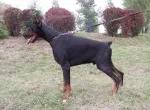 Slika 3