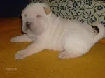 Slika 2