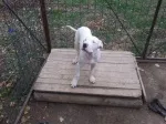 Slika 4