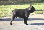 Slika 1
