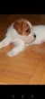 Slika 4