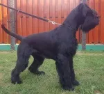 Slika 5