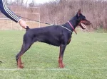 Slika 1