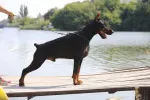 Slika 2