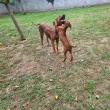 Slika 4