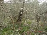 Slika 1