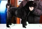 Slika 1