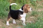 Slika 1