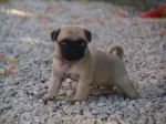 Slika 6
