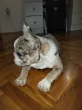 Slika 1