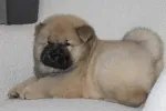 Slika 1