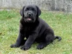 Slika 3