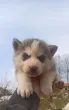 Slika 3