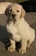 Slika 1