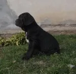 Slika 1