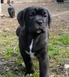 Slika 2