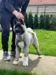 Slika 5