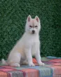 Slika 4