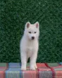 Slika 6