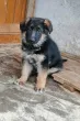 Slika 4