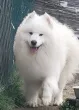 Slika 4