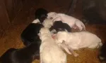 Slika 1