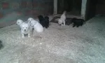 Slika 3