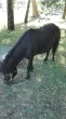 Slika 3