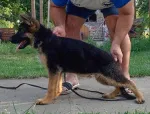 Slika 4