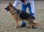 Slika 5