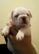 Slika 1