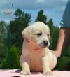 Slika 4
