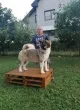 Slika 5