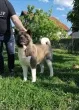 Slika 6