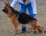 Slika 5