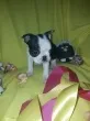 Slika 1