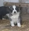 Slika 1