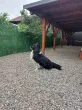 Slika 4