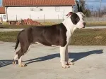 Slika 1