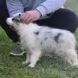 Slika 4